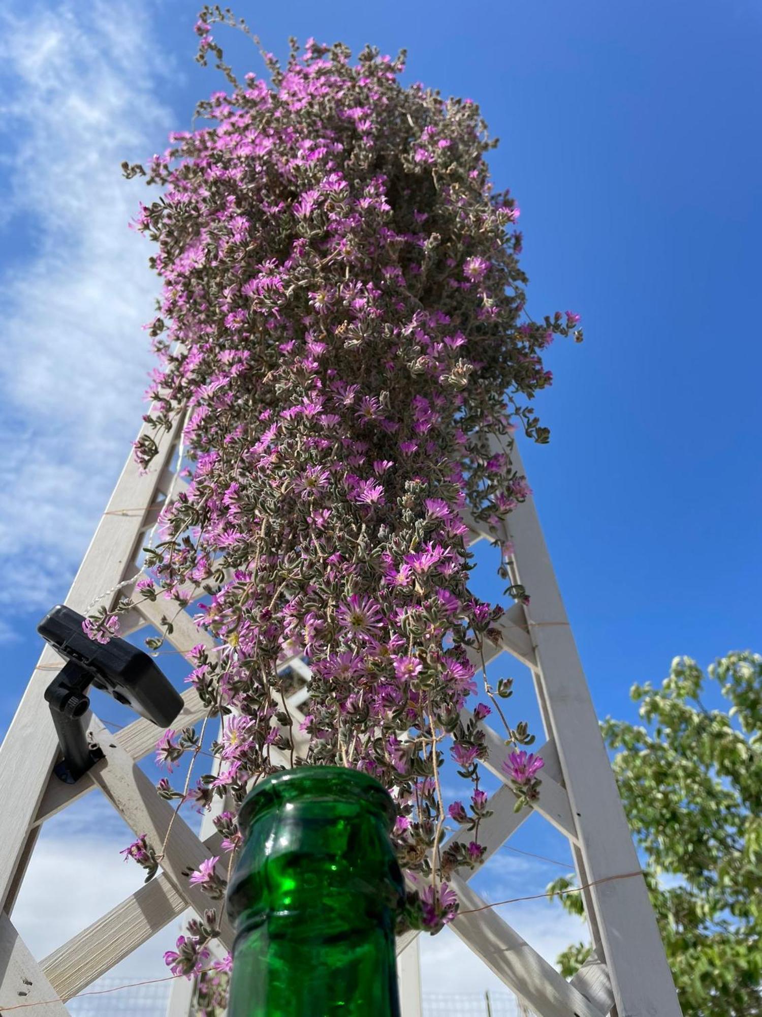 I Trulli Dei Nonni Evelin Vila Martina Franca Exterior foto